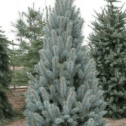 Кипарисовик туполистий 'Gitte'